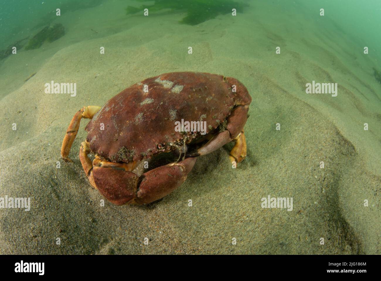 Crabe dormeur (Metacarcinus Magister) au fond de l'océan dans le sanctuaire marin national du Grand Farallones en Californie. Banque D'Images