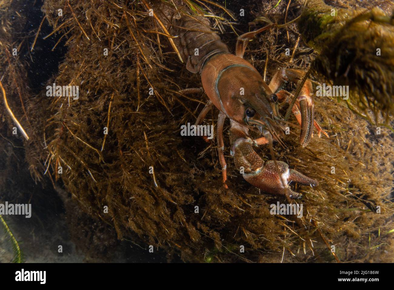 Un écrevisse signal (Pacifastacus leniusculus) dans un cours d'eau douce en Californie, aux États-Unis. Banque D'Images