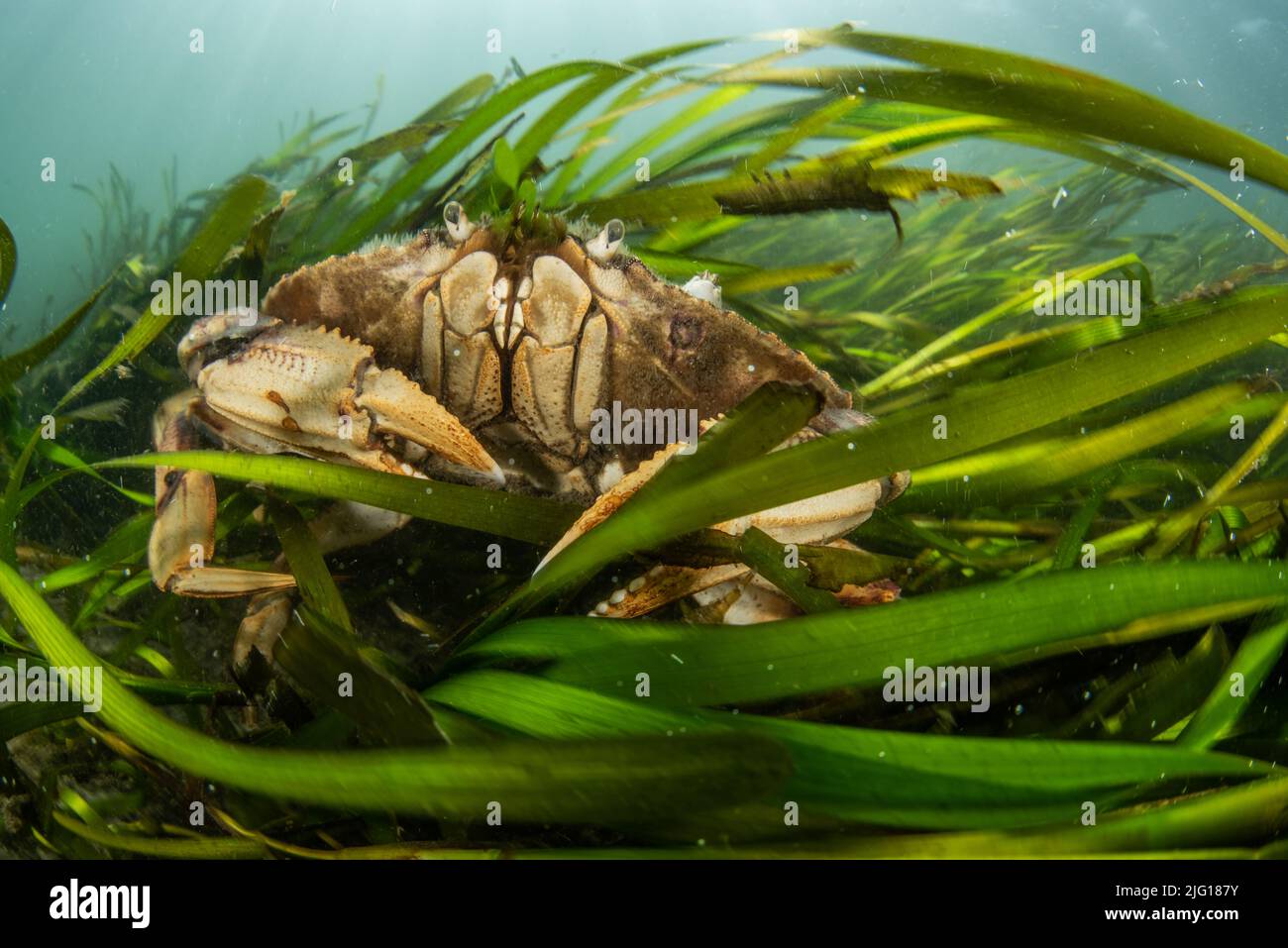 Un gros crabe se cache dans l'herbe à l'est dans un estuaire du sanctuaire marin national de la Grande région de Farallones en Californie, Etats-Unis/ Banque D'Images
