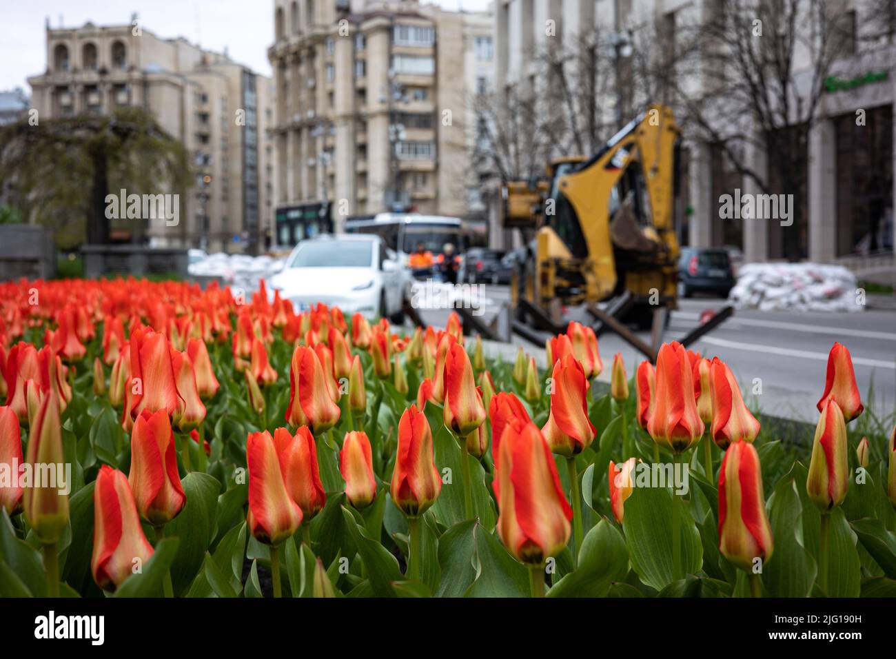 Le Royaume des pays-Bas a présenté à Kiev des centaines de milliers de bulbes de tulipe en mémoire de l'exploit les héros de la Révolution de la tulipe dignité Banque D'Images