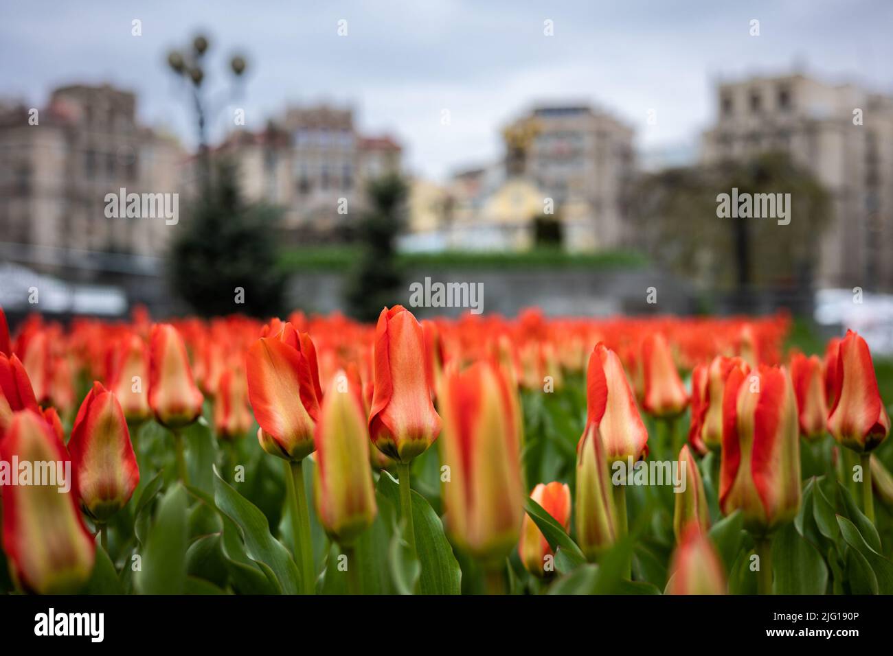 Le Royaume des pays-Bas a présenté à Kiev des centaines de milliers de bulbes de tulipe en mémoire de l'exploit les héros de la Révolution de la tulipe dignité Banque D'Images