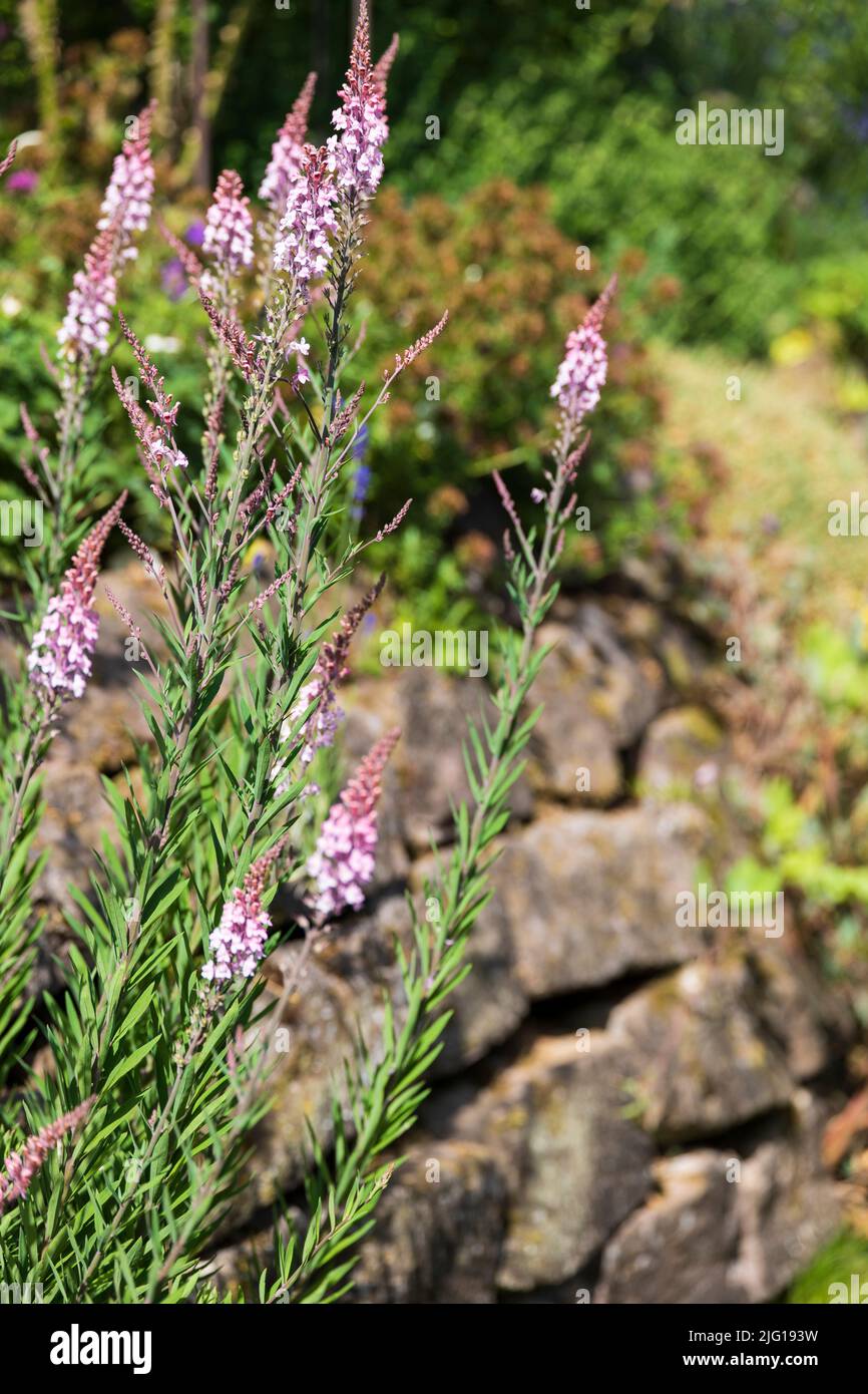 herbe de lin violet sur un mur de pierre naturelle, grenaille de jardin Banque D'Images