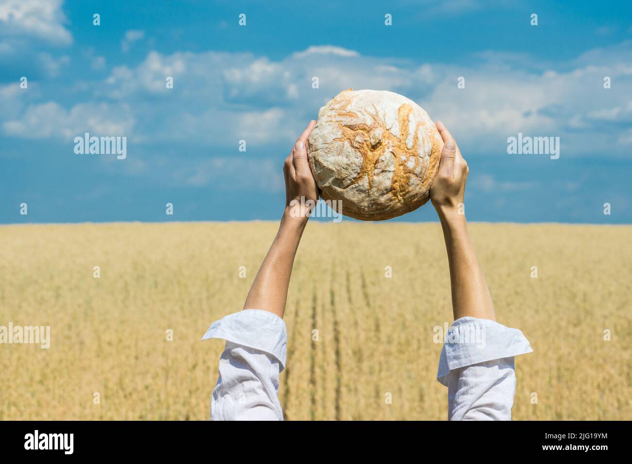 Des mains de femmes tenant un pain cuit maison au-dessus de sa tête sur un ciel bleu d'été dans un champ de blé. Concept de sécurité alimentaire mondiale. Banque D'Images