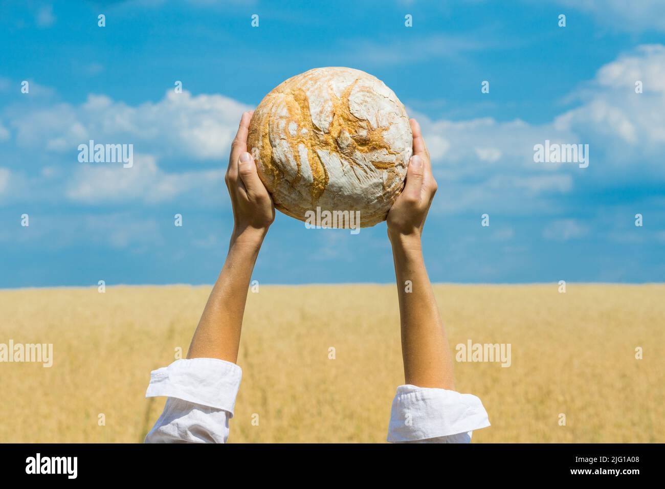 Des mains de femmes tenant un pain cuit maison au-dessus de sa tête sur un ciel bleu d'été dans un champ de blé. Concept de sécurité alimentaire mondiale. Banque D'Images