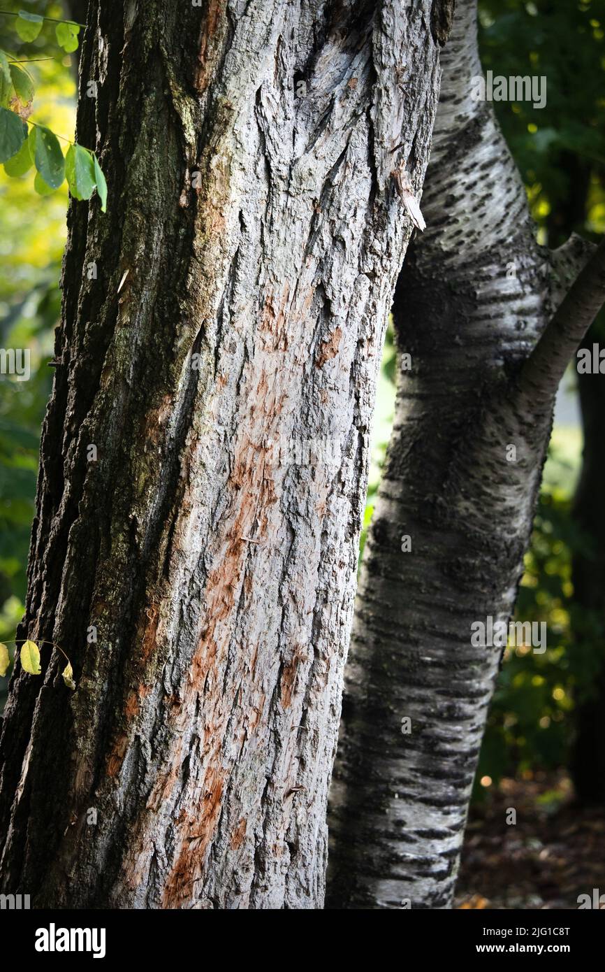 Troncs et écorces d'un arbre de criquets noirs (Robinia psudoacacia) et d'un cerisier noir (Prunus serotina) le long d'un sentier de randonnée au printemps ou en été Banque D'Images