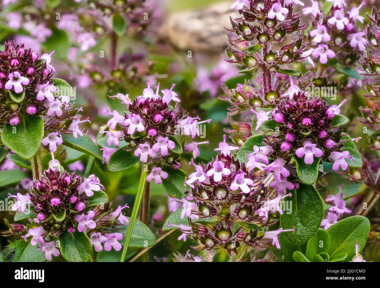 Petit thym sauvage pourpre de breckland - Thymus serpyllum - fleurs poussant sur la prairie d'été, gros plan macro détail Banque D'Images