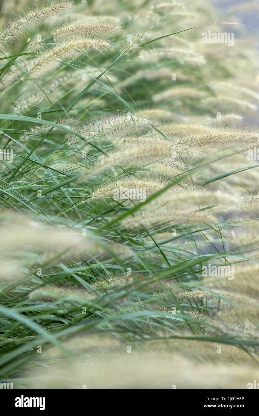 Fleurs Reed palpitations dans le vent sur une fin d'après-midi Banque D'Images