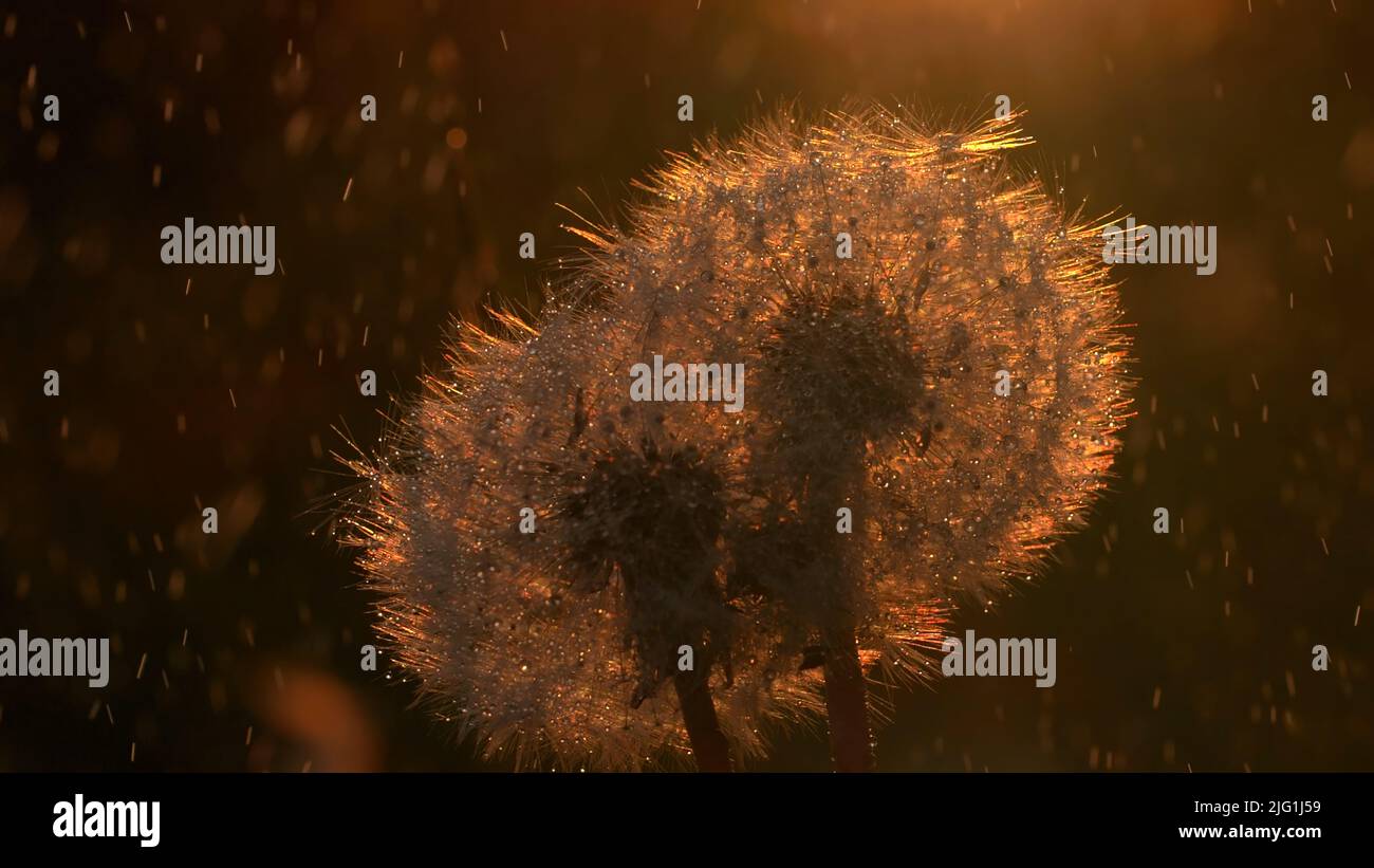 Magnifiques pissenlits blancs moelleux en plein soleil et en pluie. Créatif. Arrière-plan naturel flou avec des fleurs Banque D'Images
