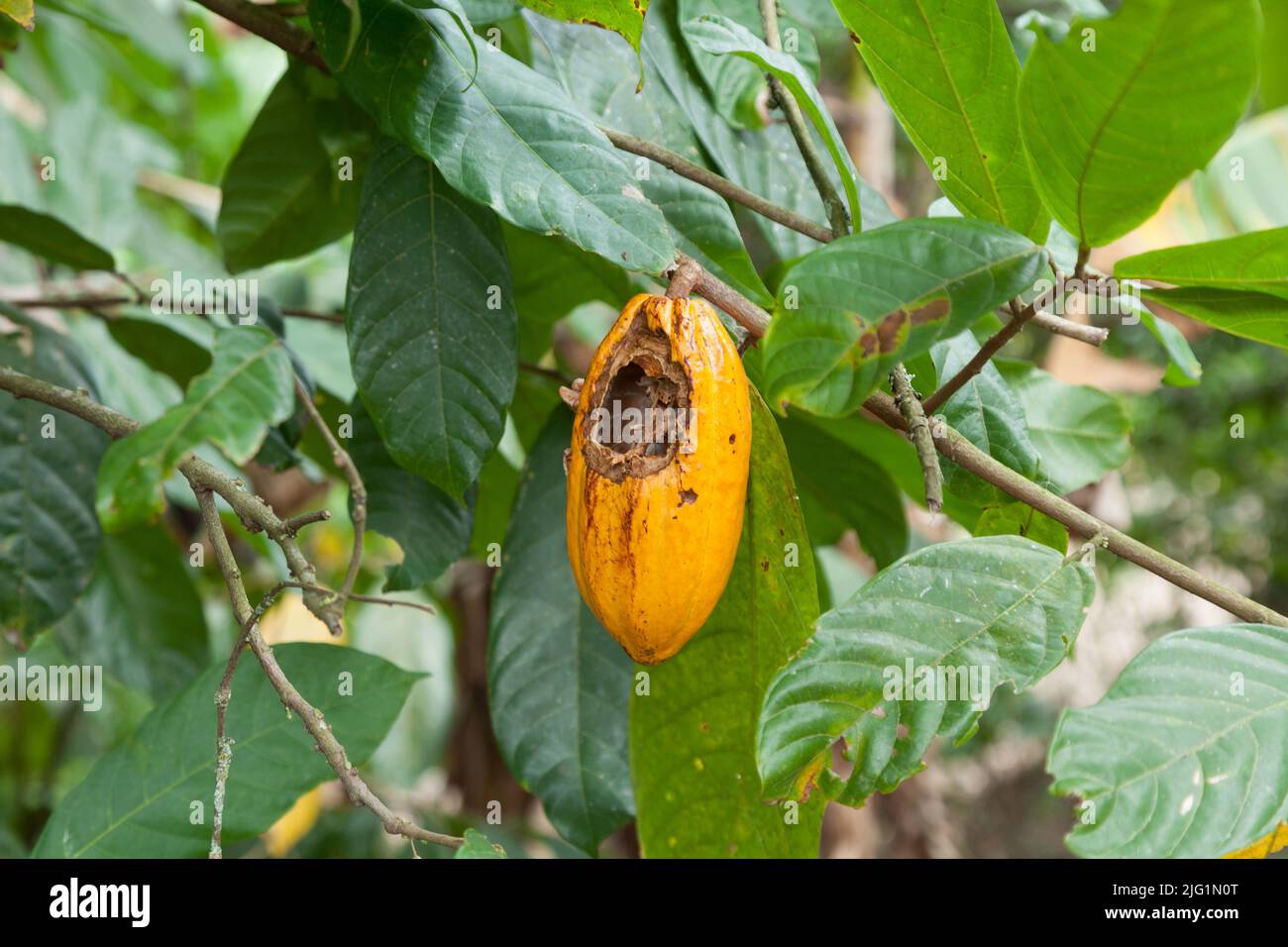 Theobroma cacao; plante de cacao avec fruits infectés. Banque D'Images