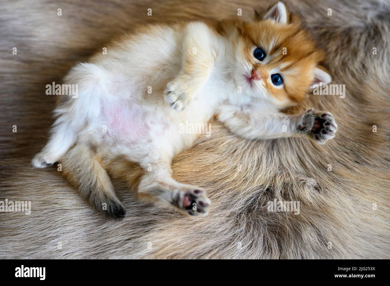 Le chaton repose sur son ventre sur un tapis de laine marron. Le Golden British Shorthair se trouve confortablement en position allongée, vue d'en haut. Très nic Banque D'Images