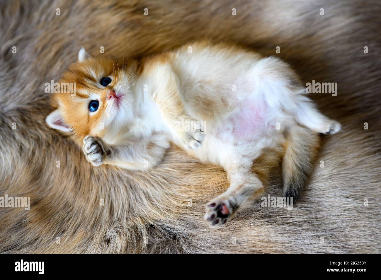 Le chaton repose sur son ventre sur un tapis de laine marron. Golden British Shorthair se blottir en décubitus dorsal, vue de dessus d'un pedigre très agréable et mignon Banque D'Images