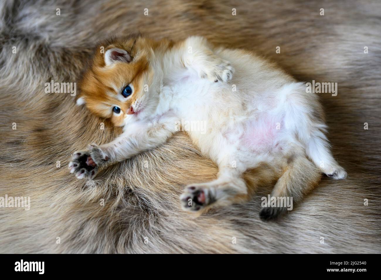 Le chaton repose sur son ventre sur un tapis de laine marron. Golden British Shorthair se blottir en décubitus dorsal, vue de dessus d'un pedigre très agréable et mignon Banque D'Images