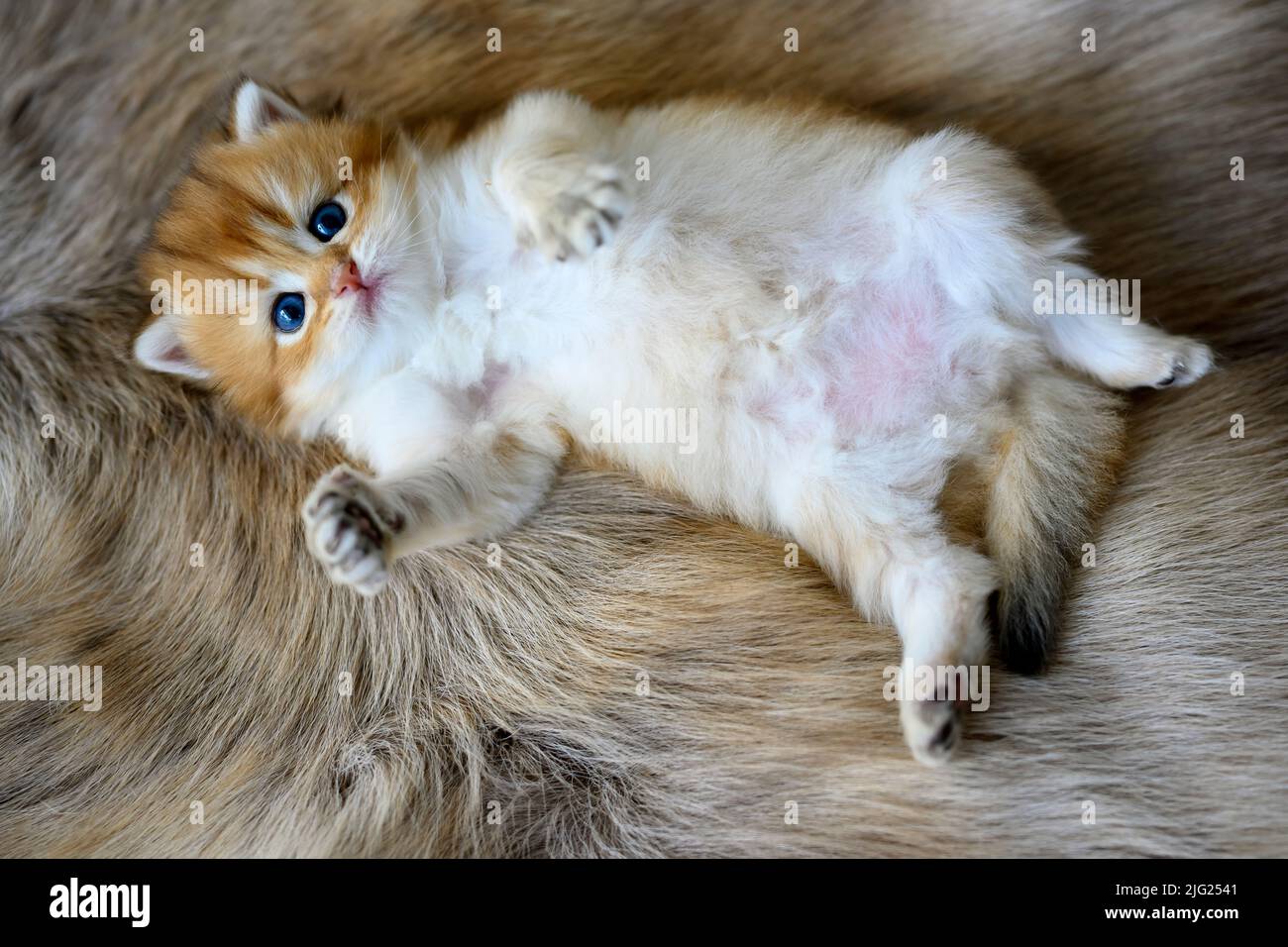 Le chaton repose sur son ventre sur un tapis de laine marron. Le Golden British Shorthair se trouve confortablement en position allongée, vue d'en haut. Très nic Banque D'Images