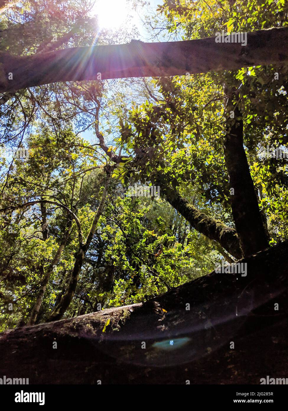 Des rayons du soleil traversent les arbres dans le sud du Chili Banque D'Images