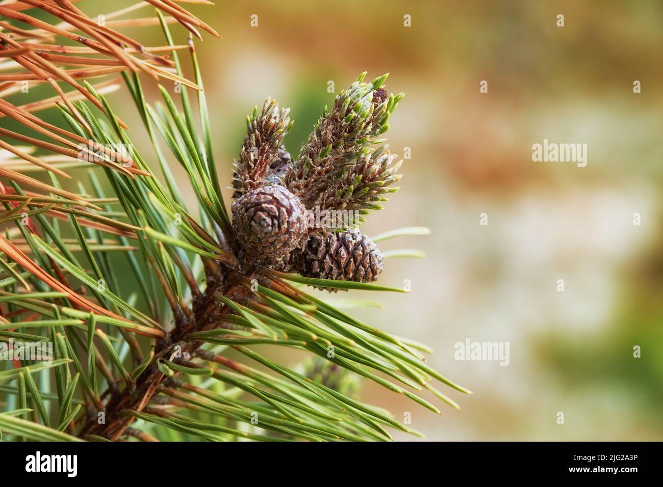 Gros plan de cônes de pin suspendus sur une branche de sapin avec un fond de bokeh dans la campagne du Danemark. Aiguilles vertes sur une plante de cèdre conifères ou Banque D'Images