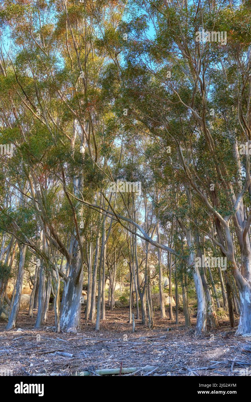 Paysage de gommiers d'eucalyptus croissant dans des bois tranquilles sur Table Mountain, le Cap, Afrique du Sud. Forêt verte à feuilles persistantes dans une campagne reculée Banque D'Images