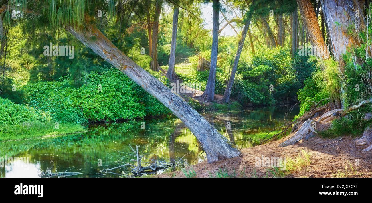 Une paisible forêt verte dans la nature par une journée ensoleillée. Natures jungle zen de paix, d'harmonie et de beauté fraîche. Étang de la forêt entouré de grands arbres verts Banque D'Images