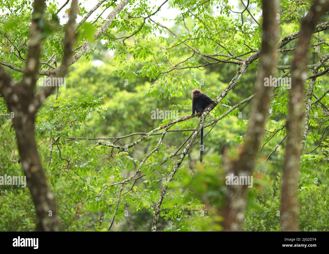 Nilgiri Langur assis sur une branche et regardant Banque D'Images