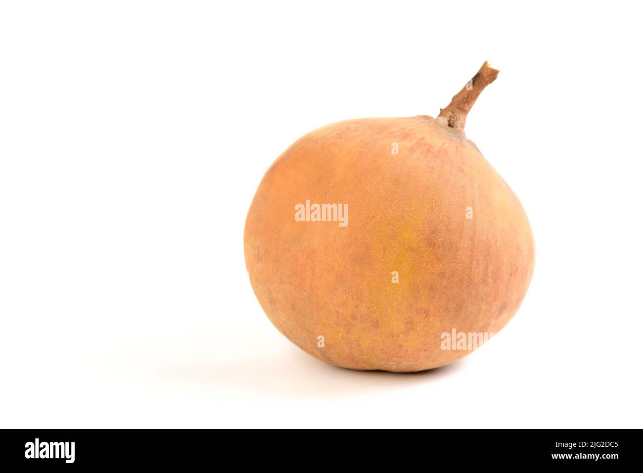 Fruits de santol isolés sur fond blanc, le fameux fruit de lop Buri, Thaïlande et fruits de saison le juin. Banque D'Images