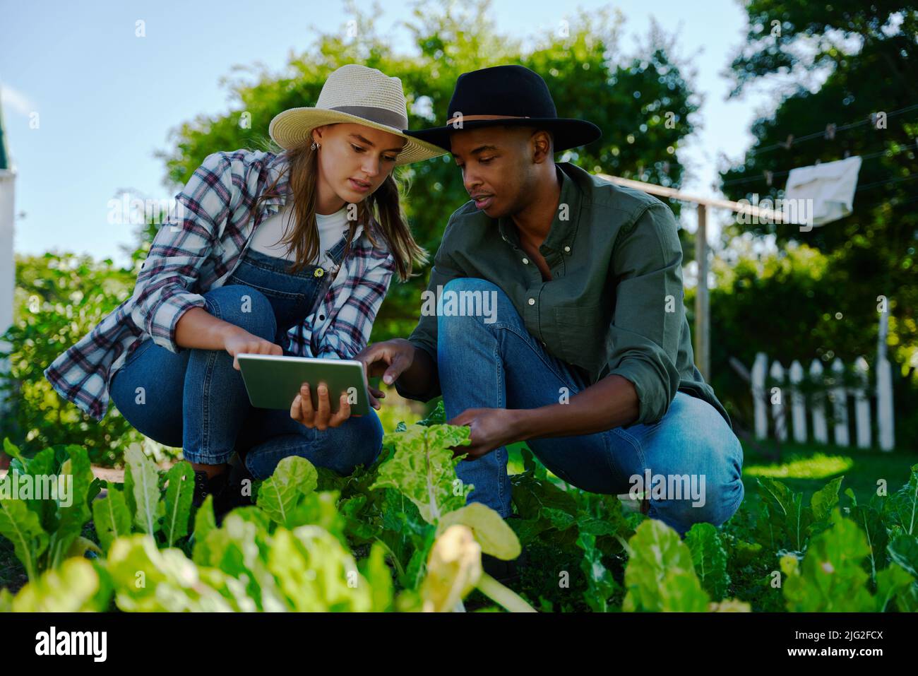 agriculteurs mixtes de race masculine et féminine travaillant dans la zone végétale Banque D'Images