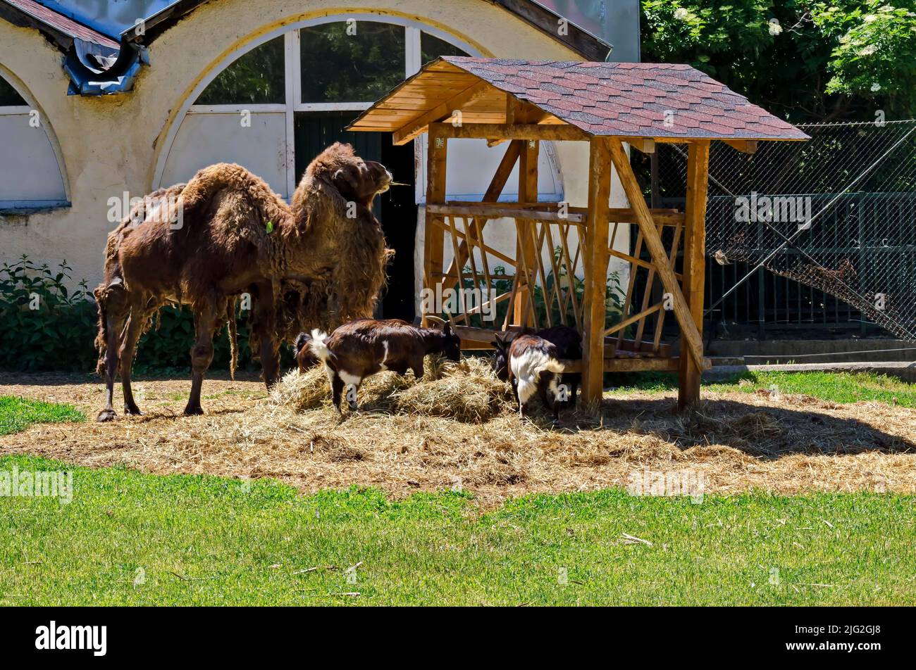 Les chameaux et les chèvres se nourrissent dans la cour de la ferme, Sofia, Bulgarie Banque D'Images