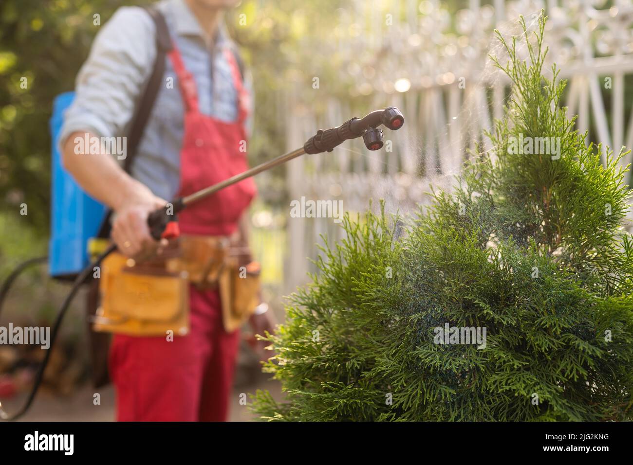 Jardinier appliquant de l'engrais insecticide à son thuja à l'aide d'un pulvérisateur Banque D'Images