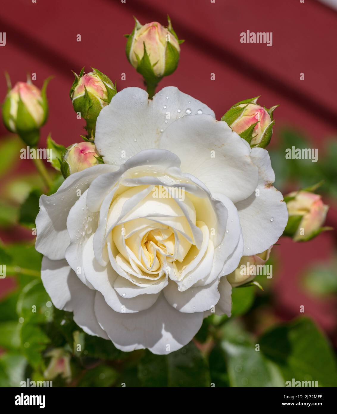 "La tranquillité, l'Ausnoble' English Rose, fransk ros (Rosa) Banque D'Images
