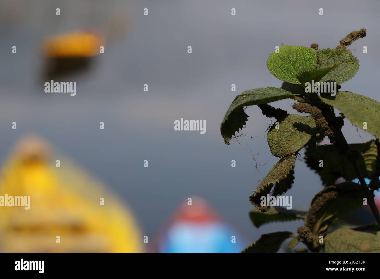 Plante du côté croissant d'un lac Banque D'Images