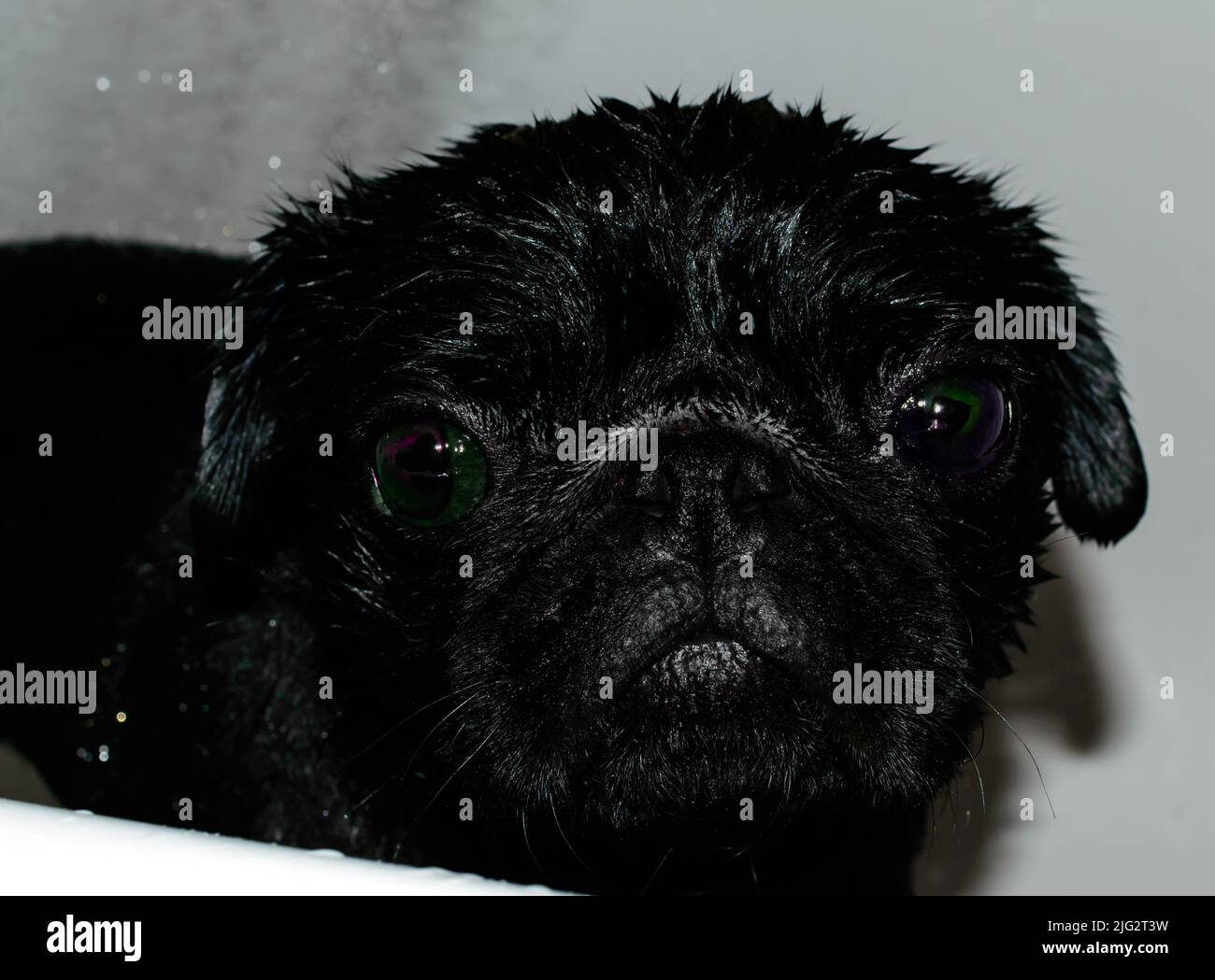 Mignon petit pug noir dans le bain prenant la douche. Chien humide. L'eau coule. Banque D'Images