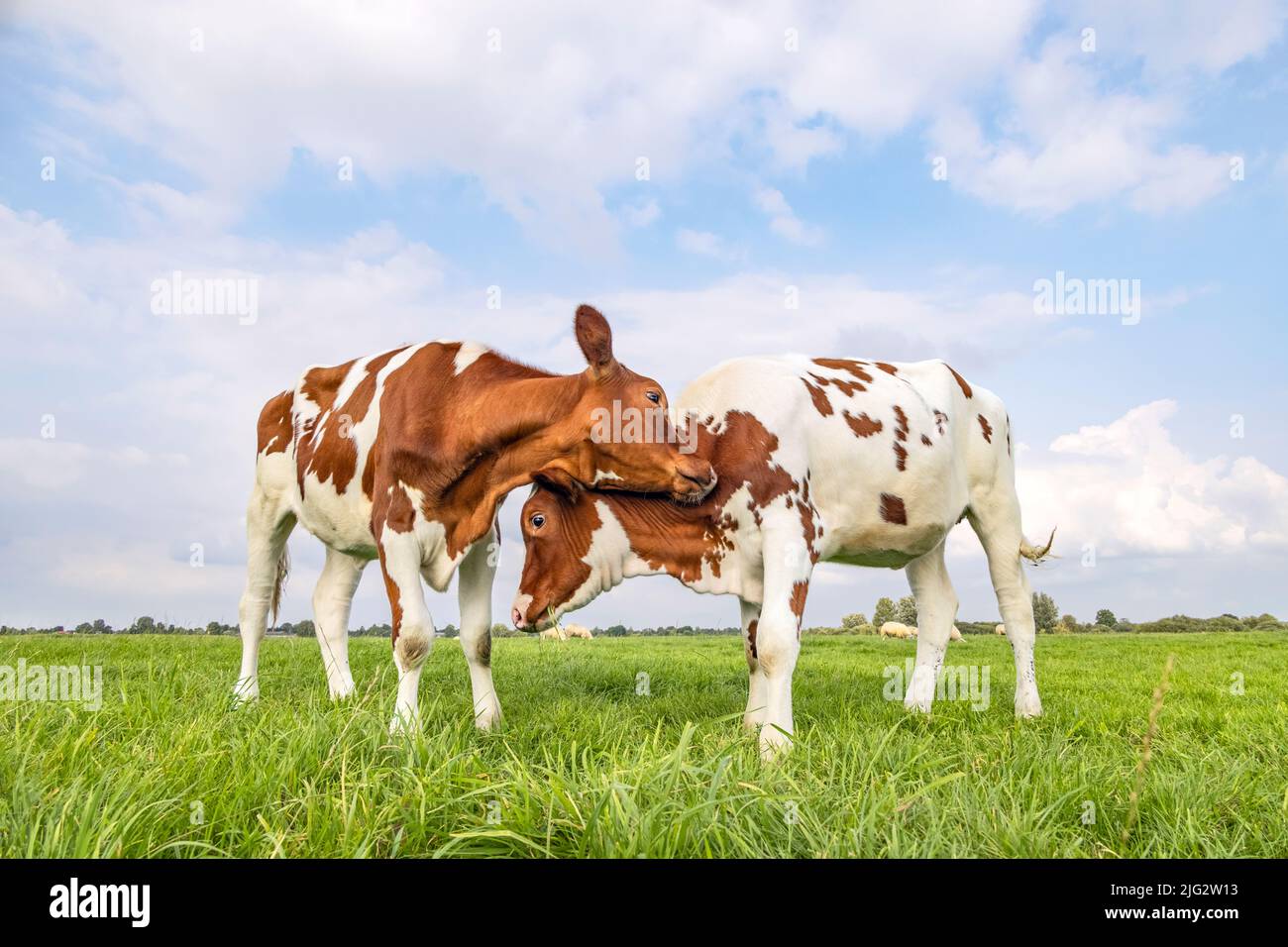 Les vaches aiment jouer en cuddling dans un champ sous un ciel bleu, deux veaux frottant les têtes, avec amour et ludique, de combat ou de jeu Banque D'Images
