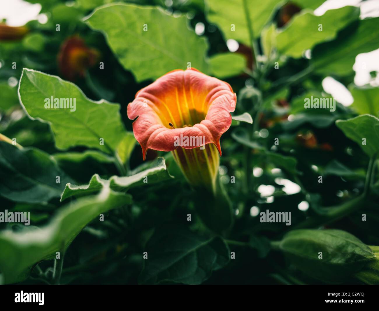 Brugmansia est un genre de sept espèces de plantes à fleurs de la famille des Solanaceae Banque D'Images