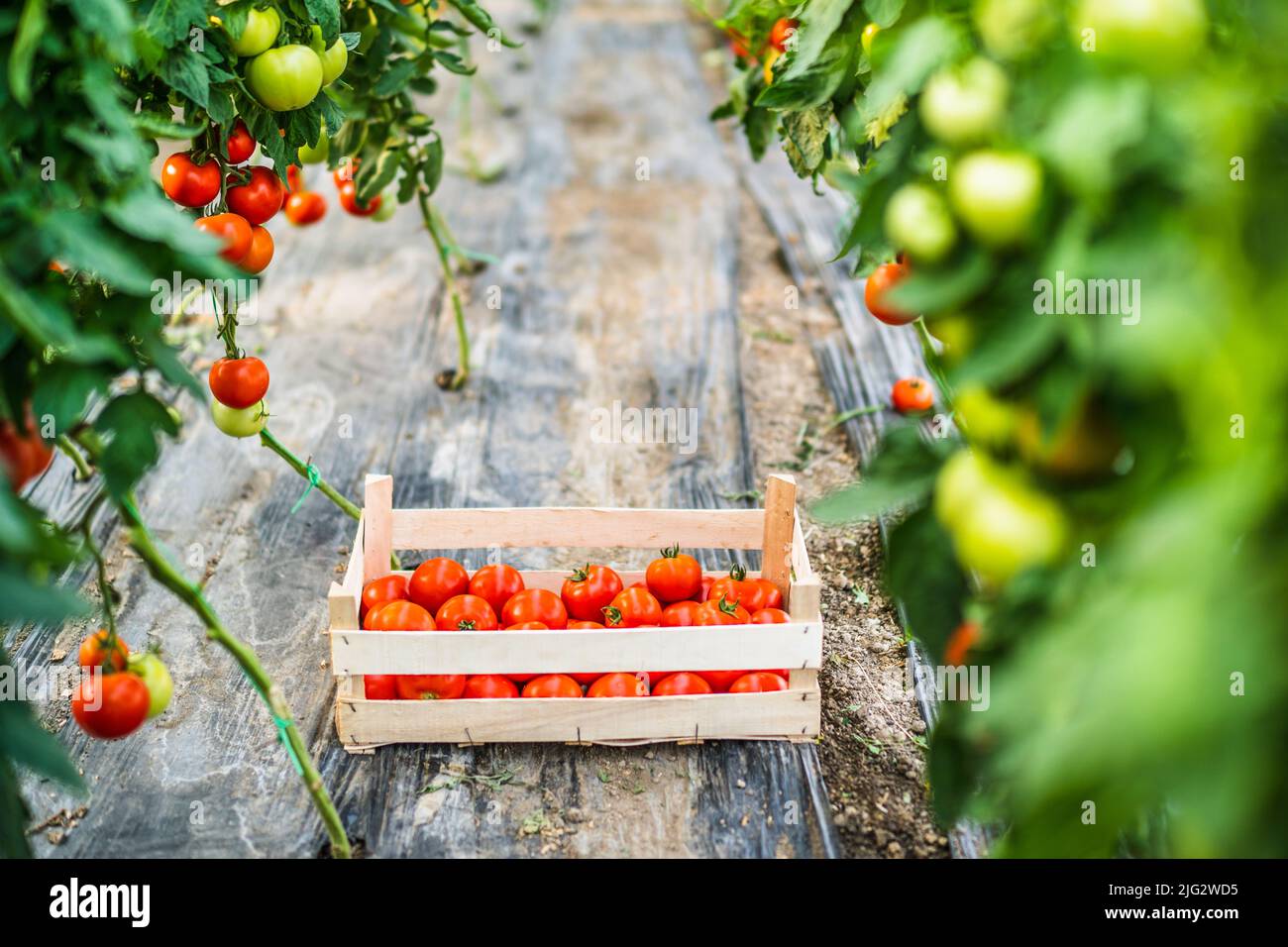 Panier de tomates fraîches mûres en serre. Banque D'Images