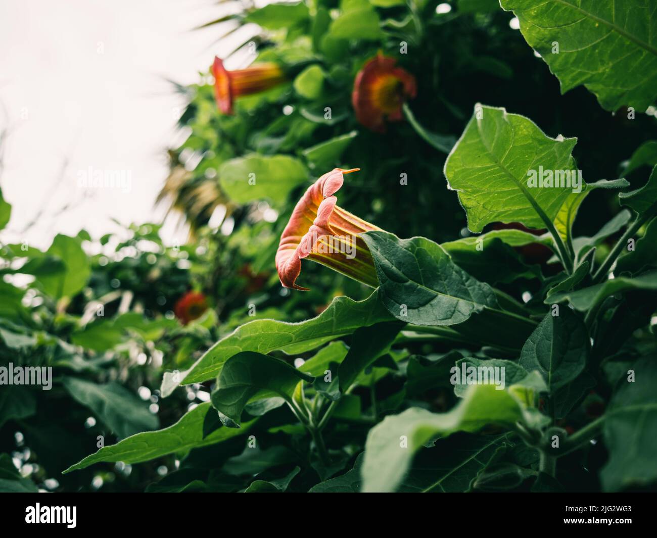 Brugmansia est un genre de sept espèces de plantes à fleurs de la famille des Solanaceae Banque D'Images