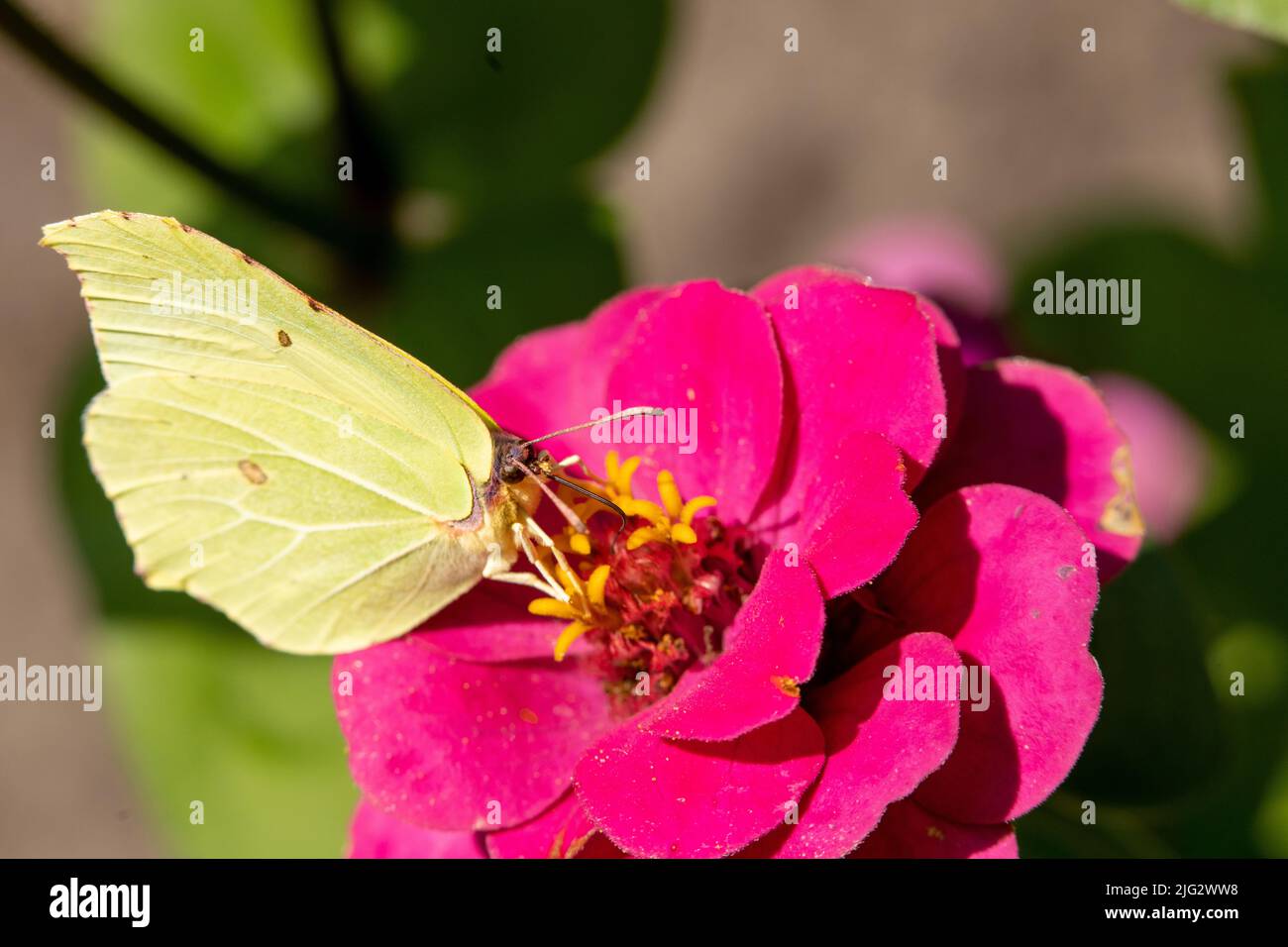 Papillon sur fleur rose de Zinnia avec fond de bokeh flou clair et coloré. Papillon citron en détail. Thèmes animaux Banque D'Images