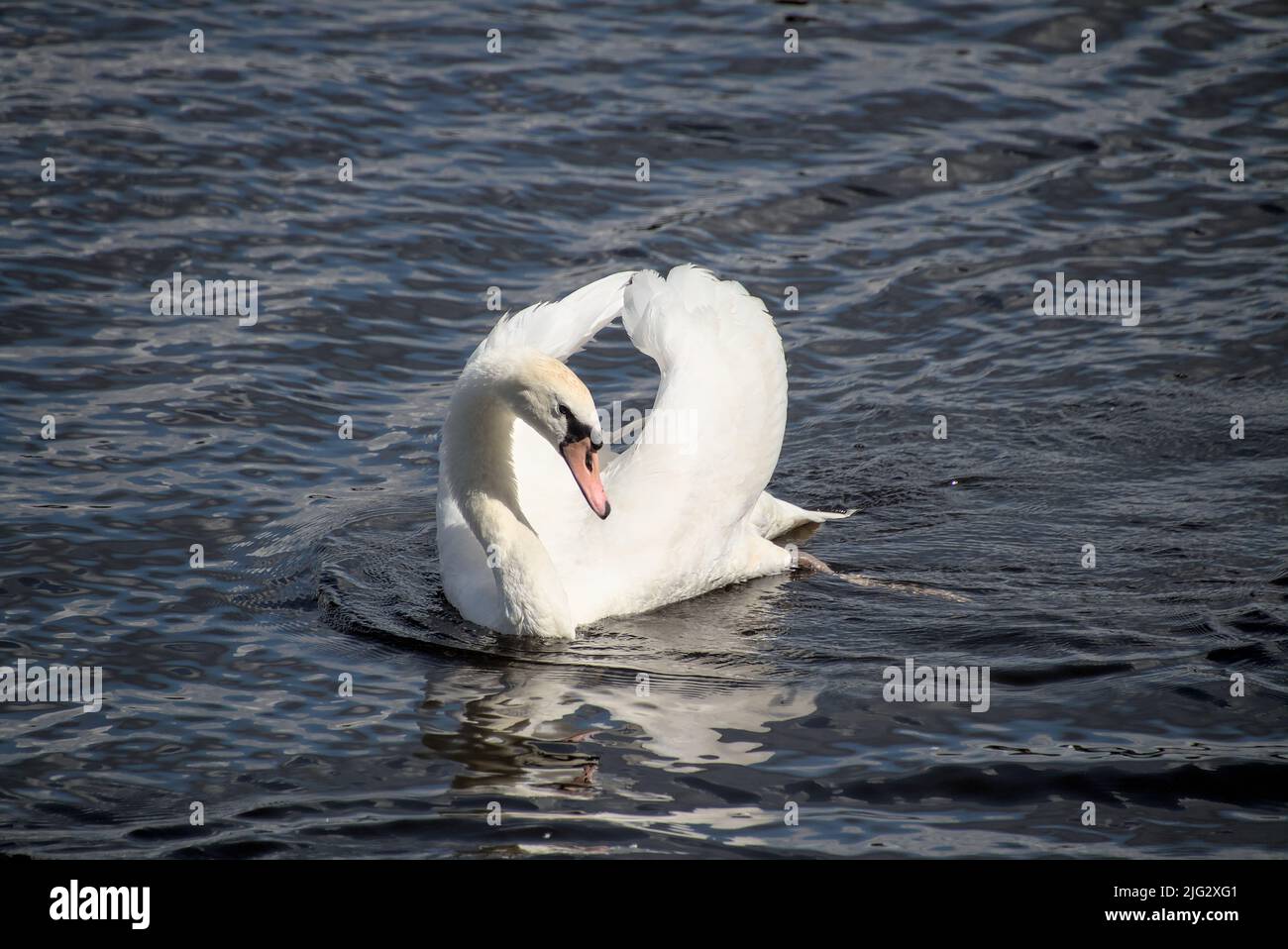 Cygne d'accouplement blanc nageant sur un lac Banque D'Images
