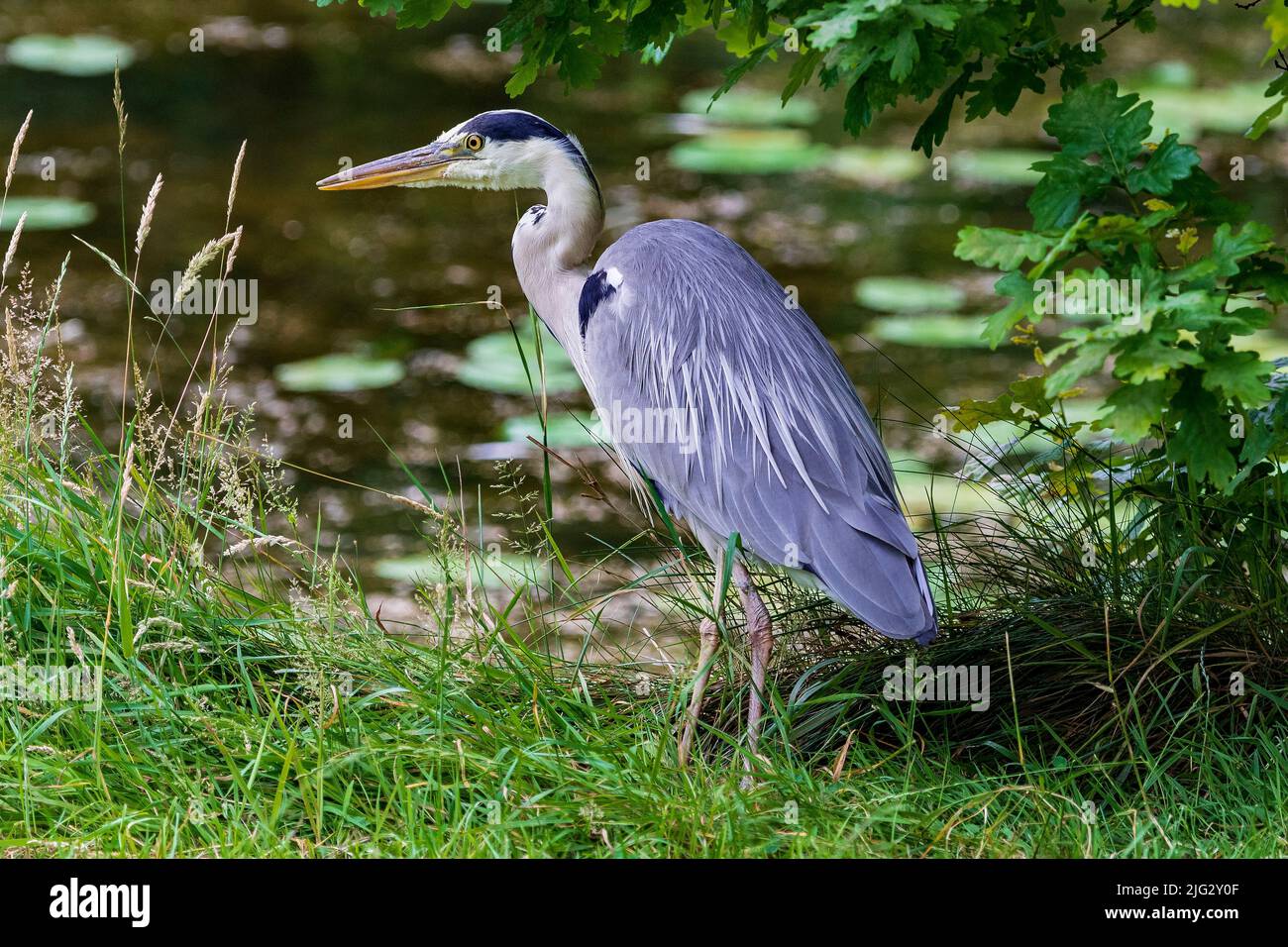 Oiseau aquatique gris héron. Banque D'Images