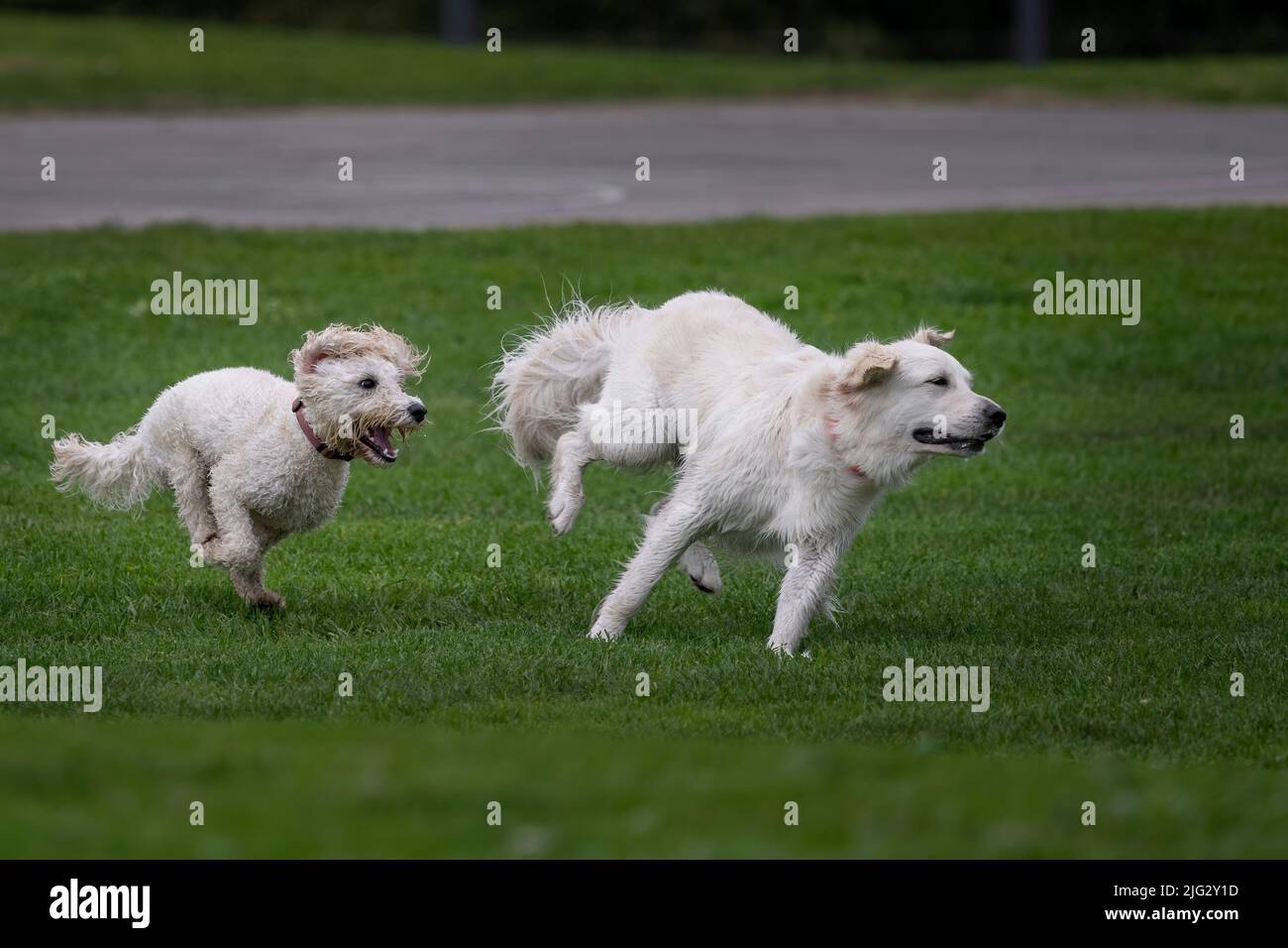 Deux chiens blancs se chassent l'un l'autre sur l'herbe verte dans un parc, Auckland Banque D'Images