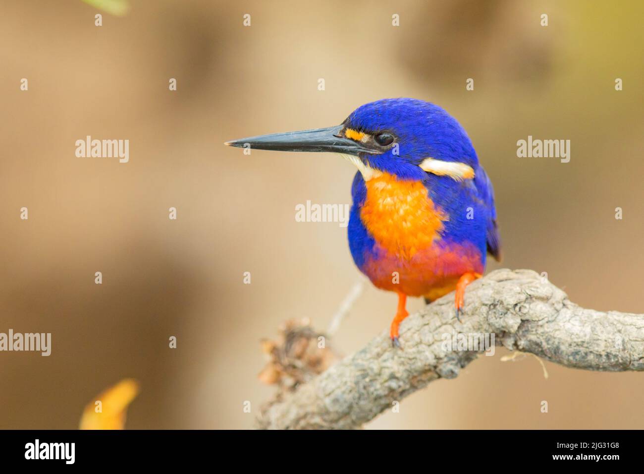 Azure Kingfisher (Ceyx azurus, Alcedo azurea, Alcedo azurus), homme, Australie, Territoire du Nord, parc national de Kakadu Banque D'Images