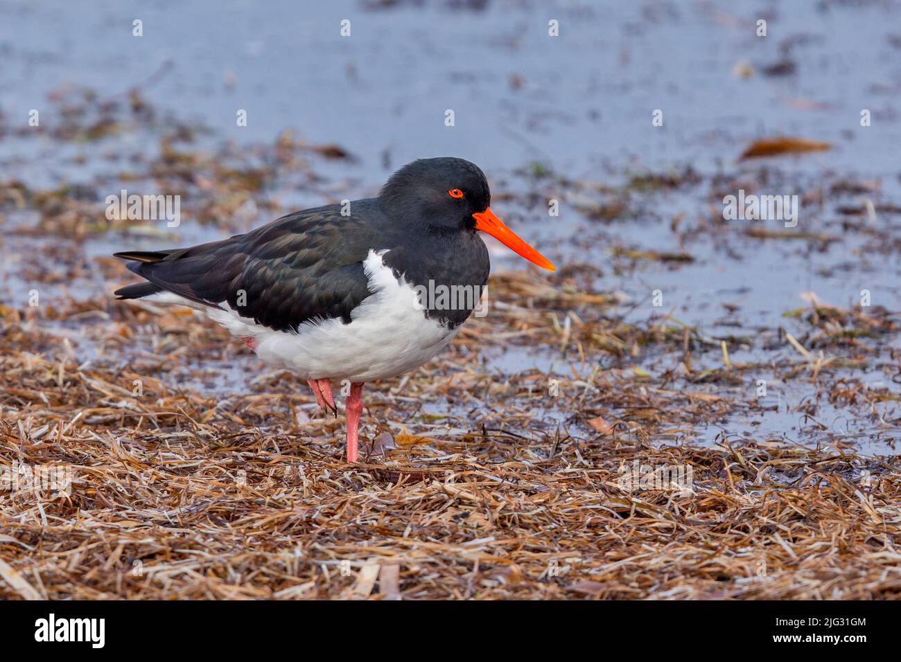 pied oystercatcher (Haematopus longirostris), se démène sur la rive, Australie, Suedaustralien Banque D'Images