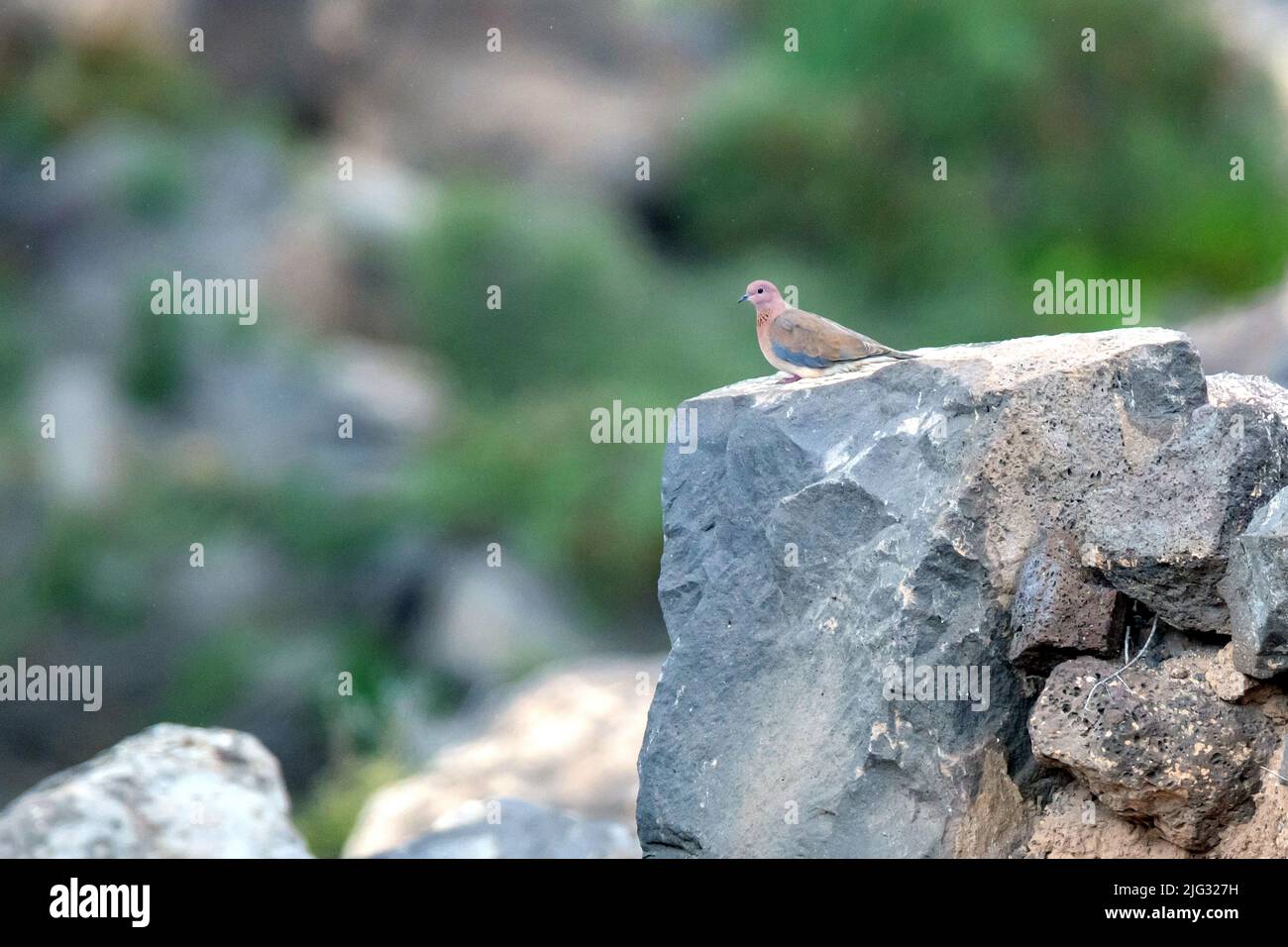 Colombe rieuse (Streptopelia senegalensis, Spilopelia senegalensis), perchée sur un rocher, îles Canaries, Fuerteventura Banque D'Images