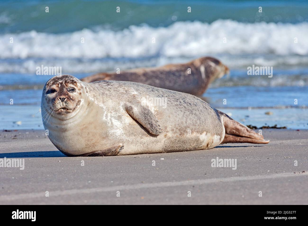 phoque commun, phoque commun (Phoca vitulina), bains de soleil sur la plage, Allemagne, Schleswig-Holstein, Heligoland Banque D'Images