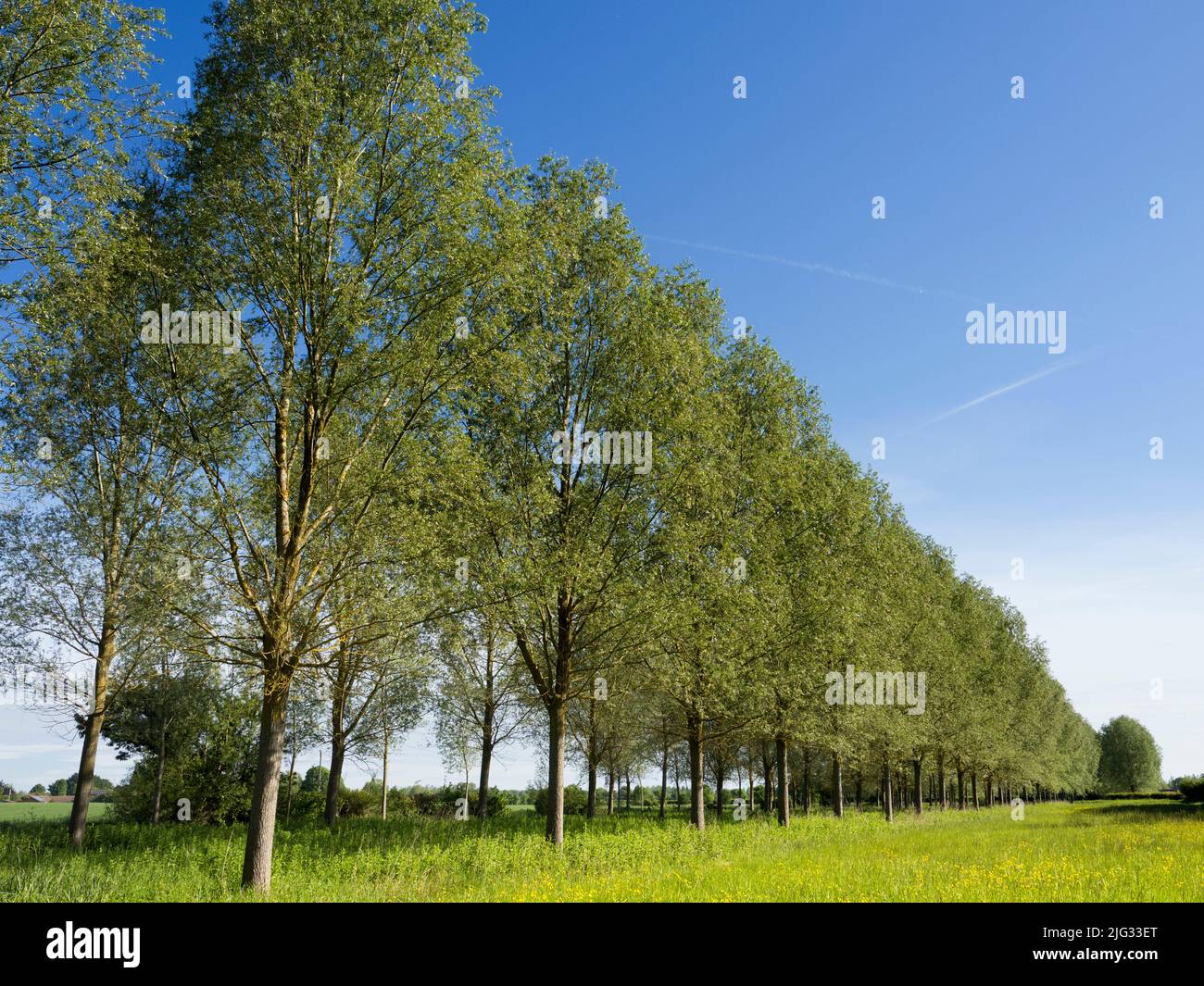 Une de mes rangées d'arbres préférées, n'importe où.Et il se trouve que c'est dans mon village natal de Lower Radley, dans l'Oxfordshire, en Angleterre, à deux pas Banque D'Images