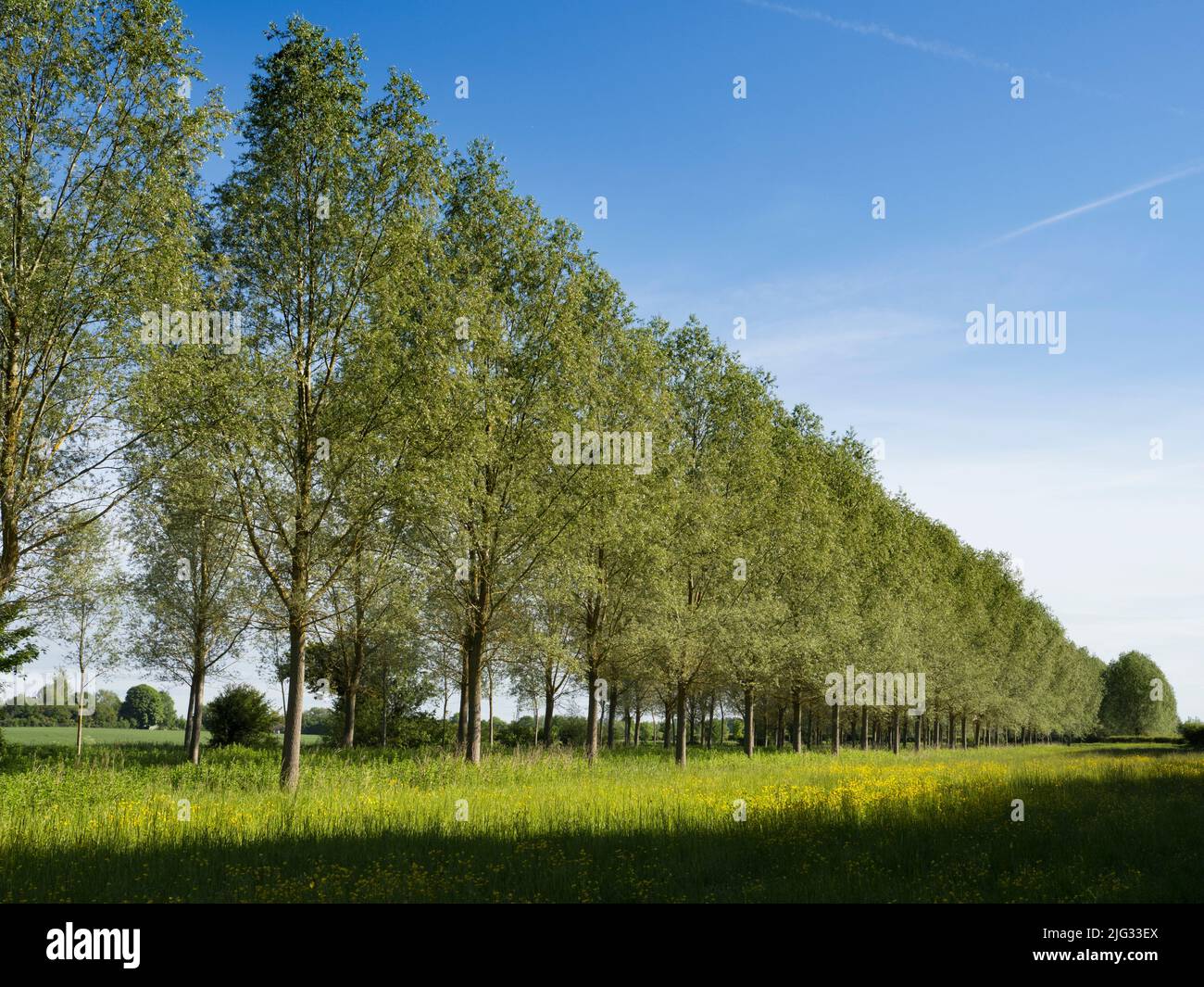 Une de mes rangées d'arbres préférées, n'importe où.Et il se trouve que c'est dans mon village natal de Lower Radley, dans l'Oxfordshire, en Angleterre, à deux pas Banque D'Images