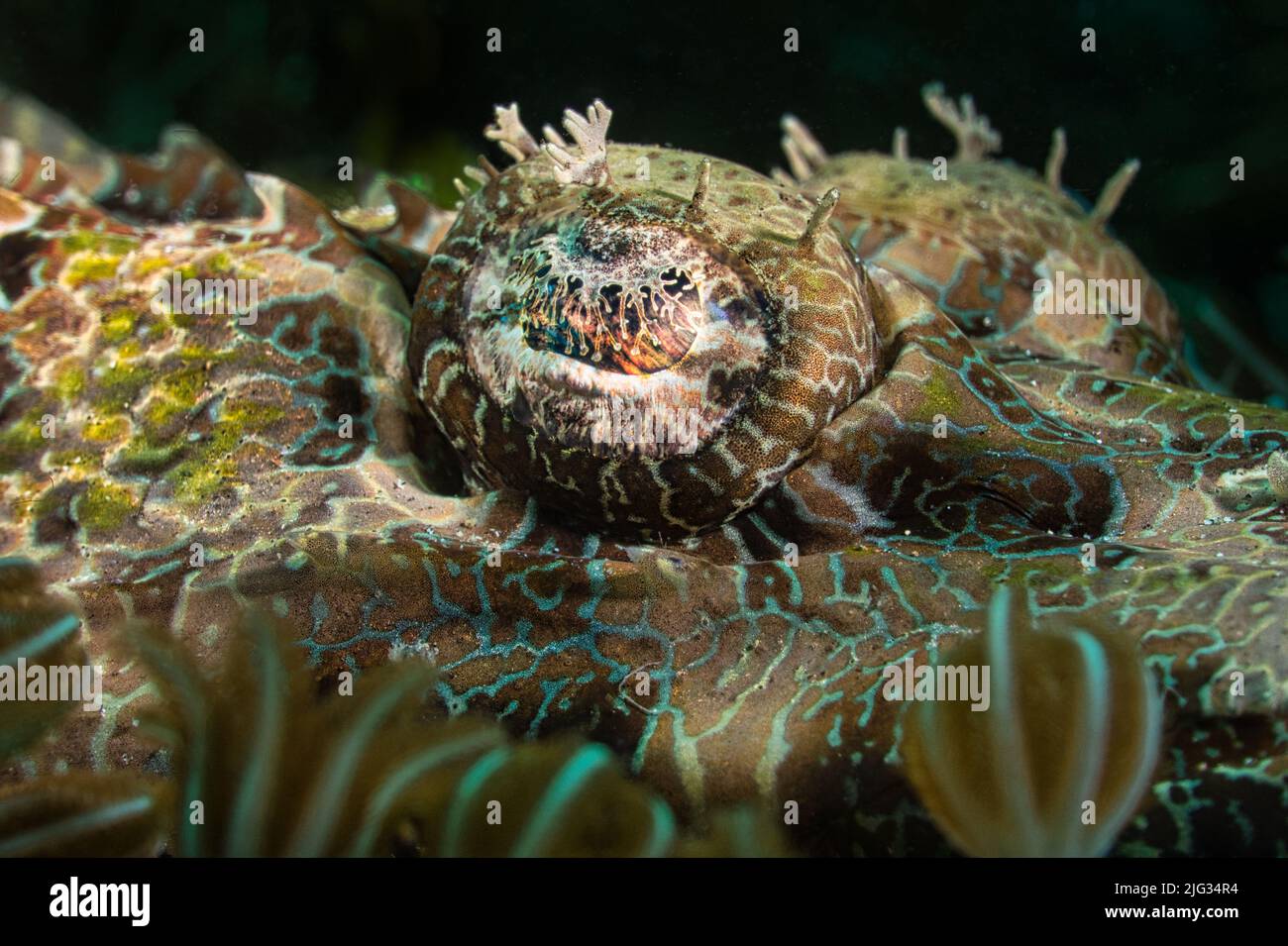 Portrait oculaire du corégone dans le détroit de Lembeh, Nord-Sulawesi, Indonésie Banque D'Images