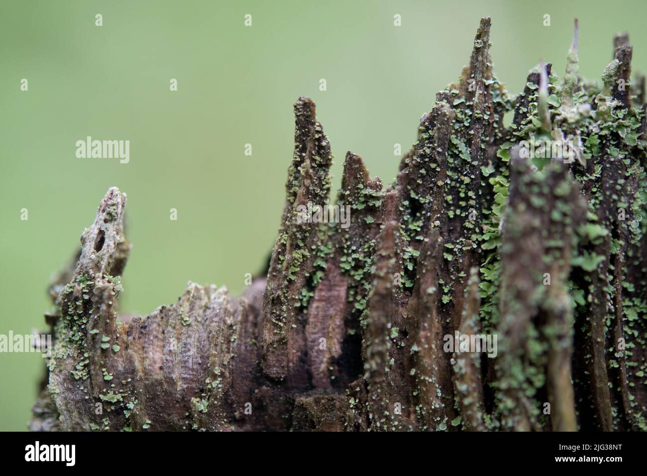 Vieux tronc d'arbre brisé avec de la mousse et du lichen poussant dessus Banque D'Images