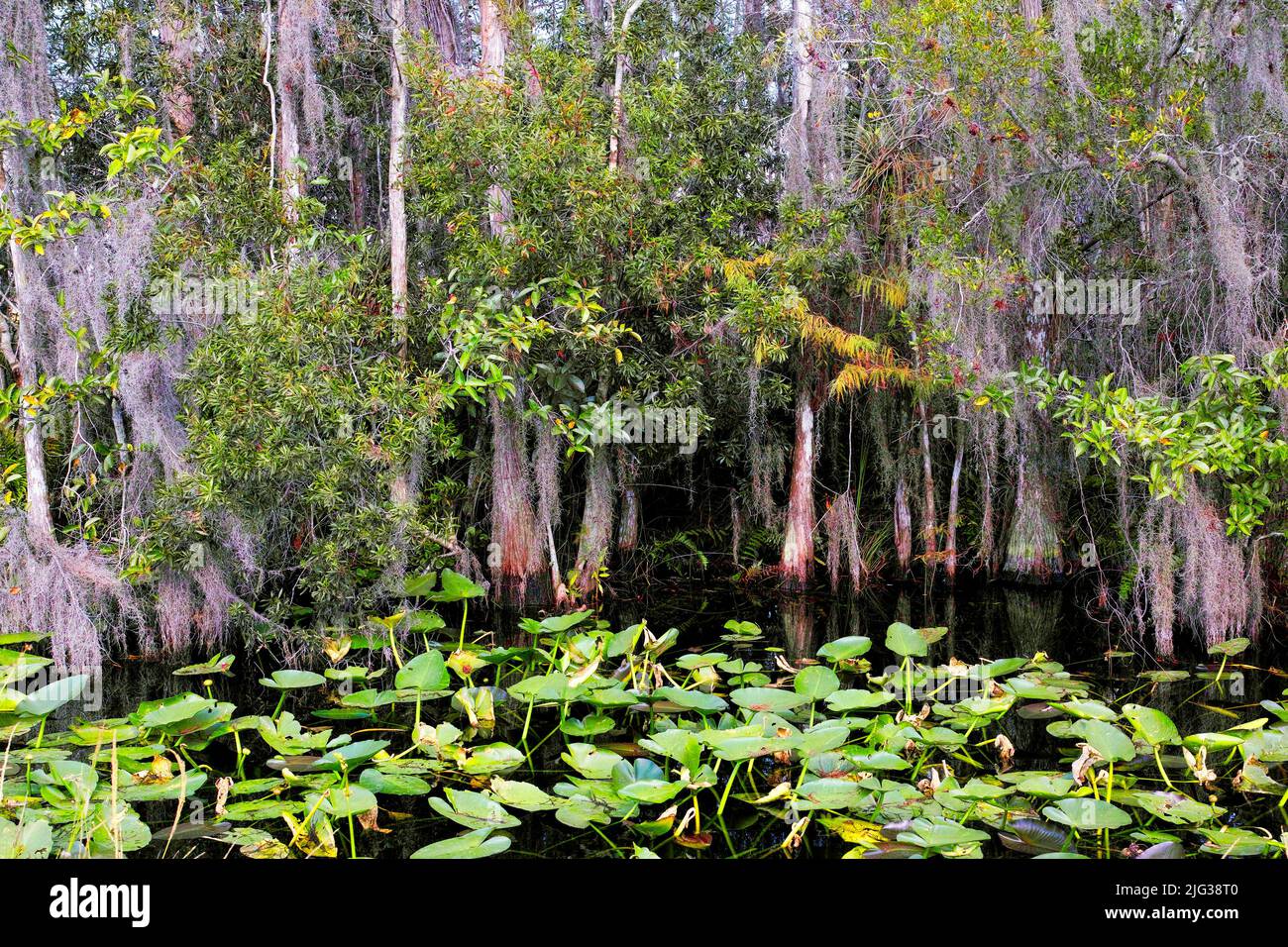 Paysage marécageux de Floride, Parc national des Everglades, États-Unis Banque D'Images