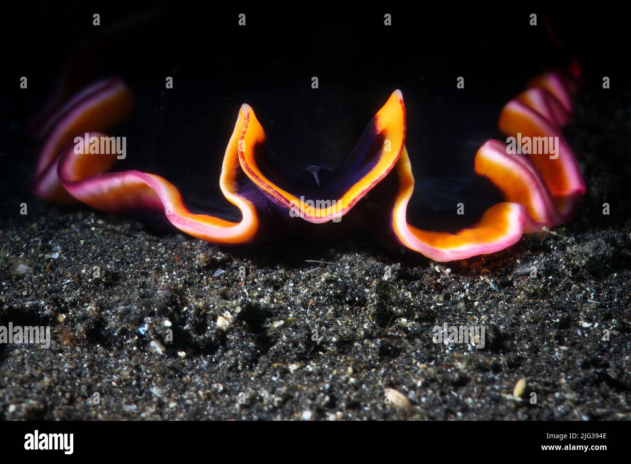 Glorius Flatworm assis sur le sable noir dans le détroit de Lembeh, au nord-Sulawesi, en Indonésie Banque D'Images