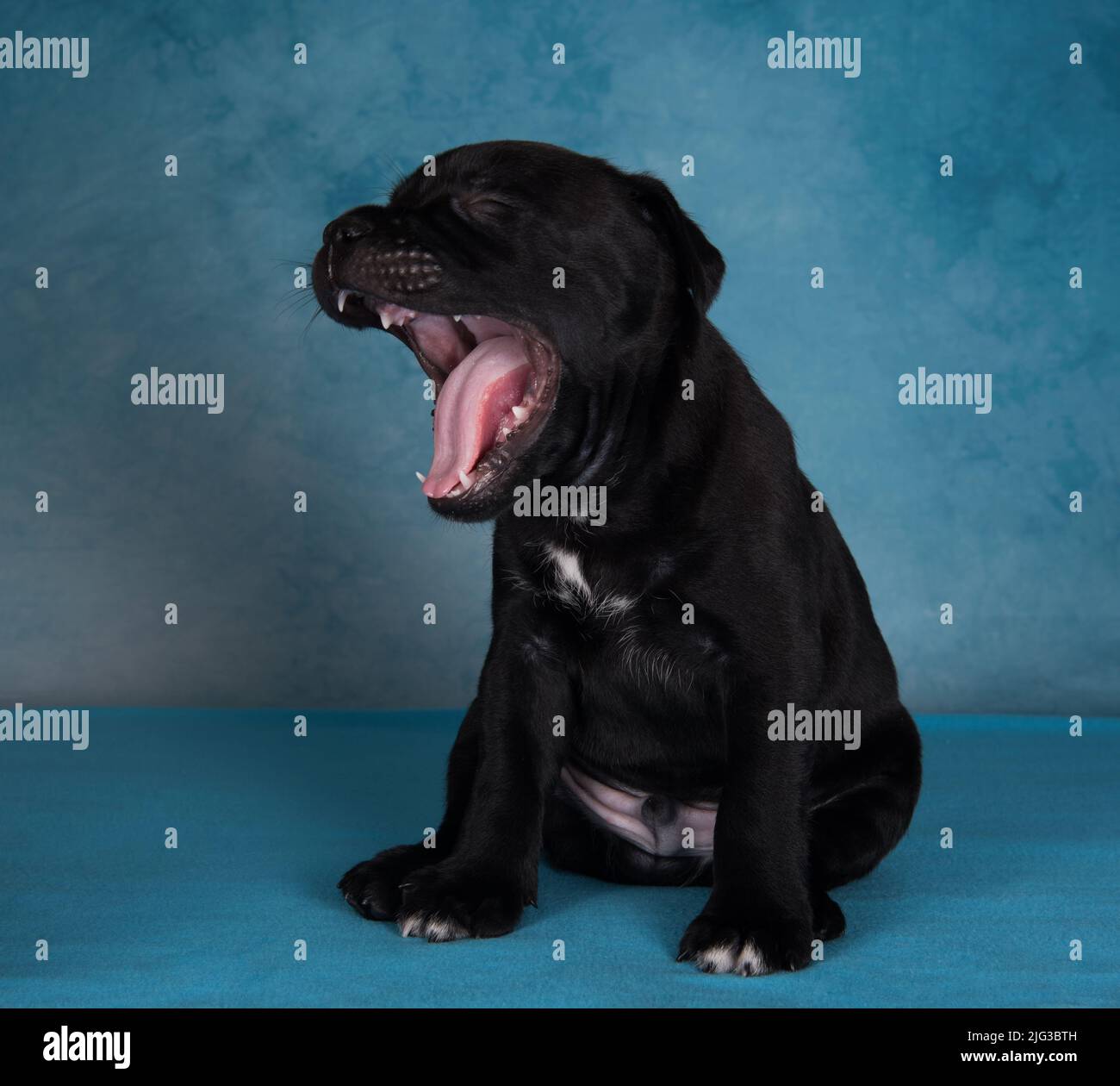 Le chiot est bâillonnant. Chien américain Staffordshire Terrier noir ou chiot AmStaff sur fond bleu Banque D'Images