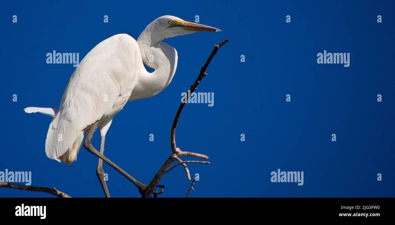 Grande Aigrette, Egretta alba, rivière Chobe, Chobe National Park, Botswana, Africa Banque D'Images