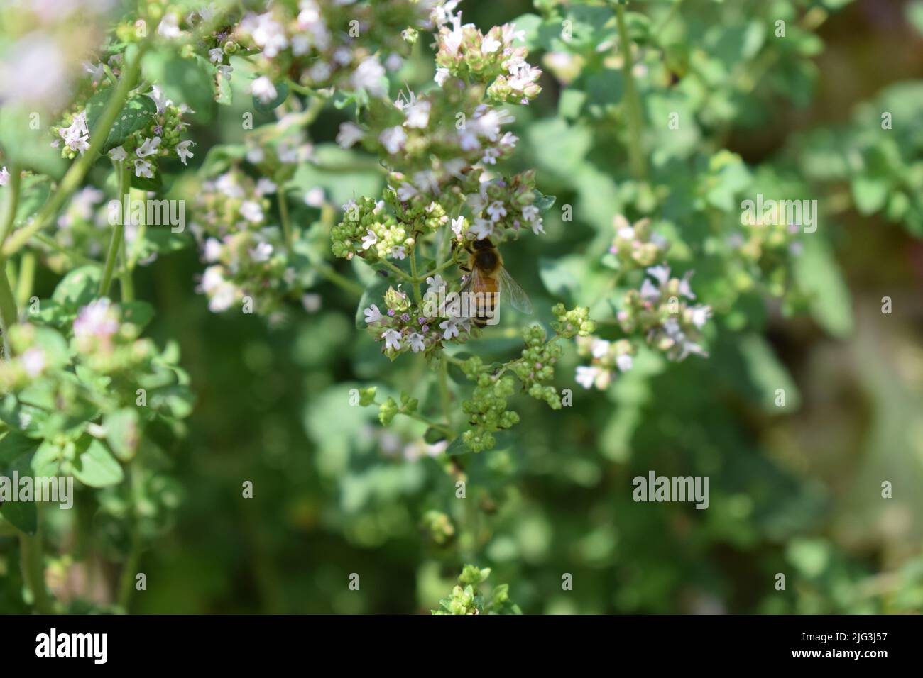 abeille sauvage orange sur origan Banque D'Images